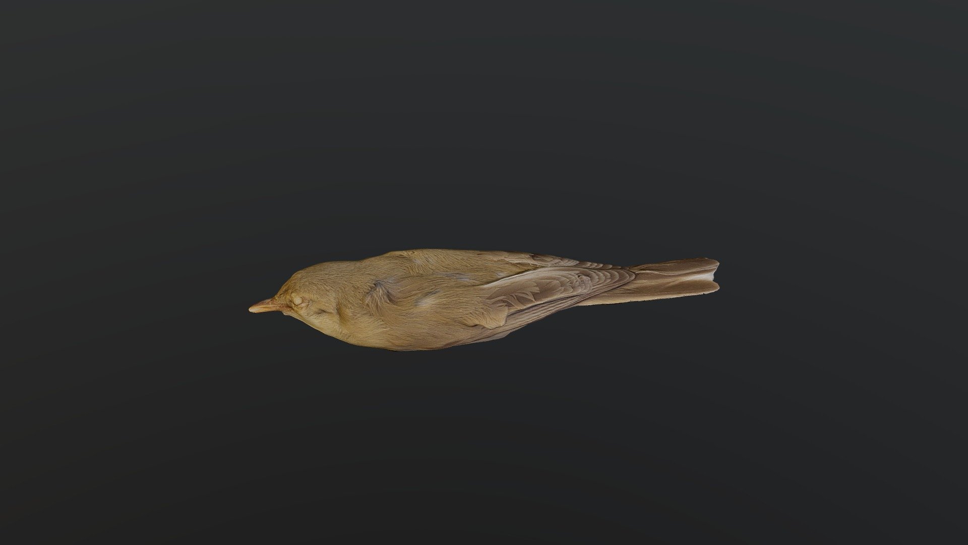 Eastern Olivaceous Warbler - Iduna pallida