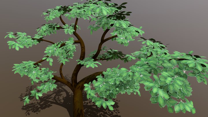 Stylized Cedro Tree 3D Model