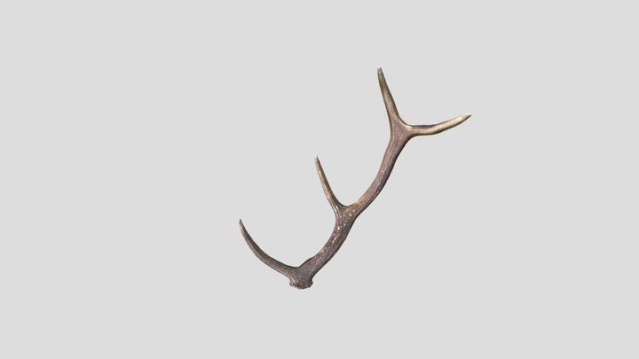 Deer Antler 3D Model