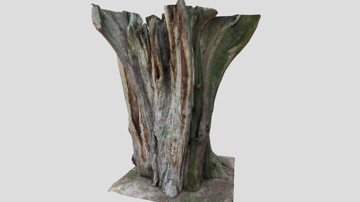 300 years old cypress tree model (retopology) 3D Model