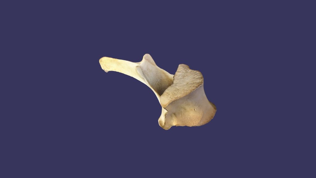 Deer Thoracic Vertebra