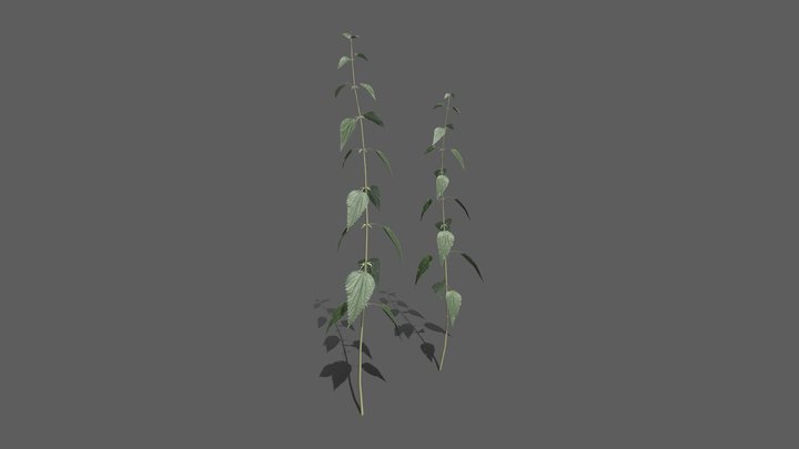 Nettle 3D Model