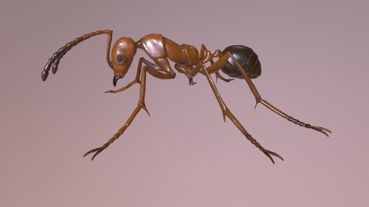 Ant 3D Model