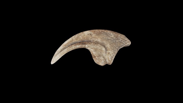 Dinosaur's Claw 3D Model