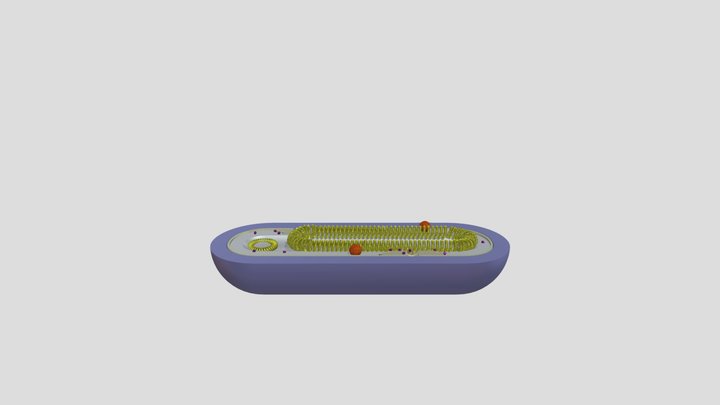 Bacillus_estructuras 3D Model