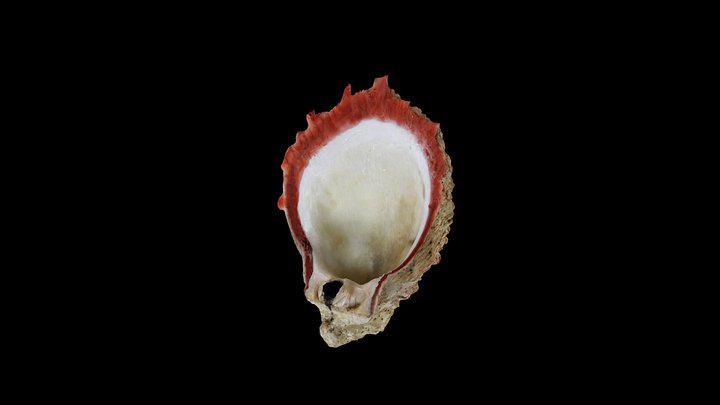 Spondylus (Museo de Sitio Cabeza de Vaca) – Modello 3D gratuito STL