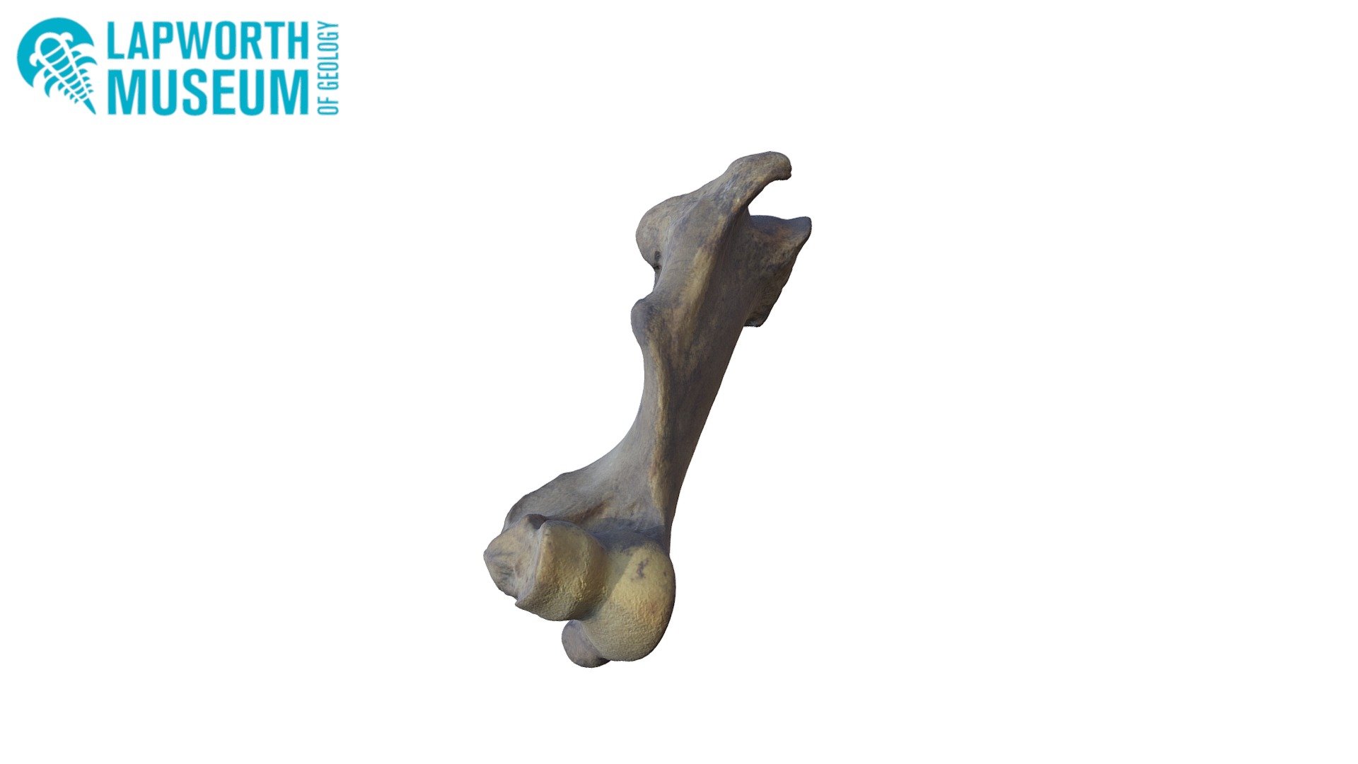 Hippopotamus Right Humerus