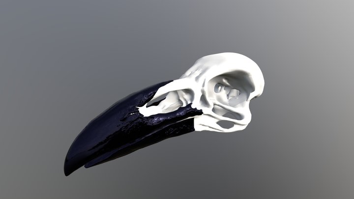 Crow 3D Model