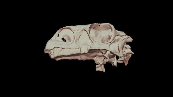 Massospondylus specimen BP/1/5241 3D Model