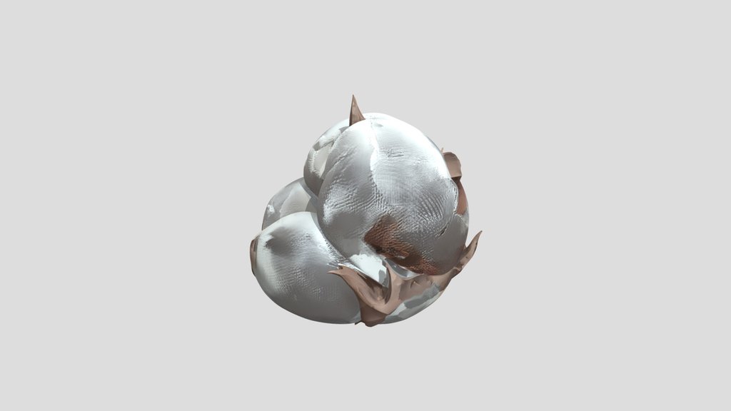 A cotton boll