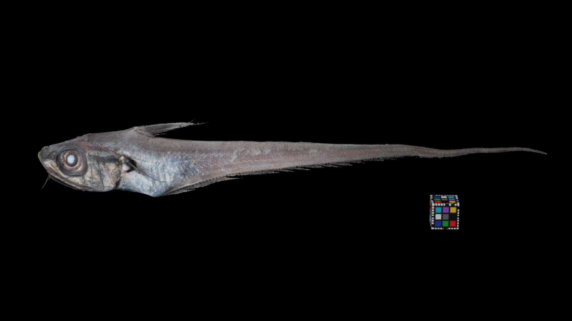 サガミソコダラ Sagami Grenadier, Ventrifossa garmani