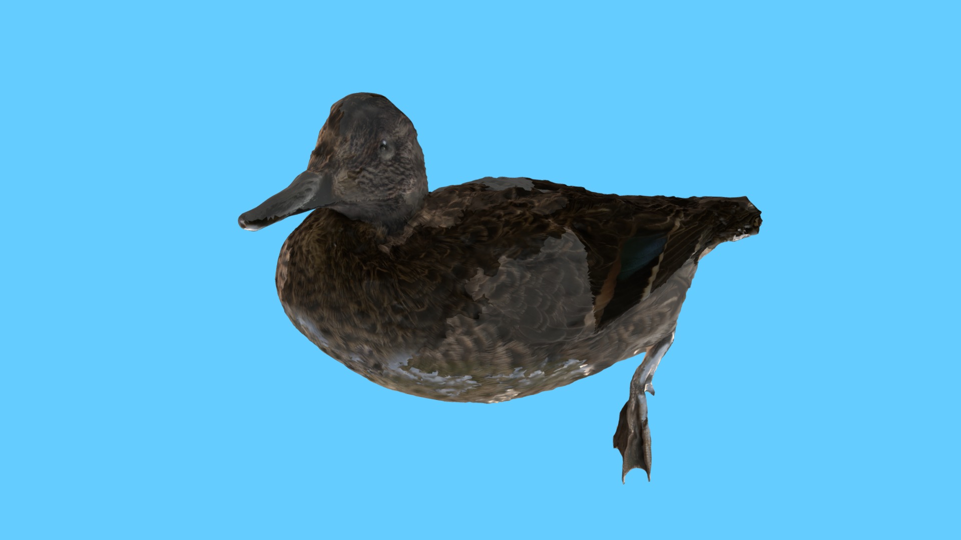 3D model Green Winged Teal Duck - This is a 3D model of the Green Winged Teal Duck. The 3D model is about a bird flying in the sky.