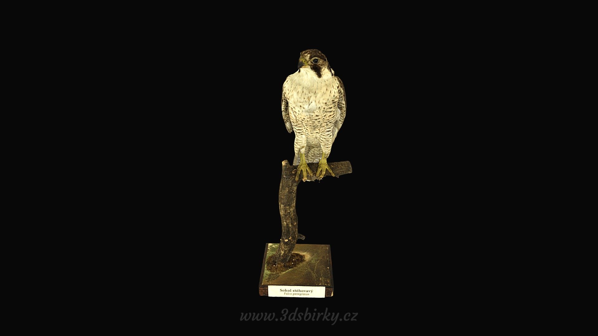 Sokol stěhovavý (Falco peregrinus E.) — Sketchfab embed 3D viewer