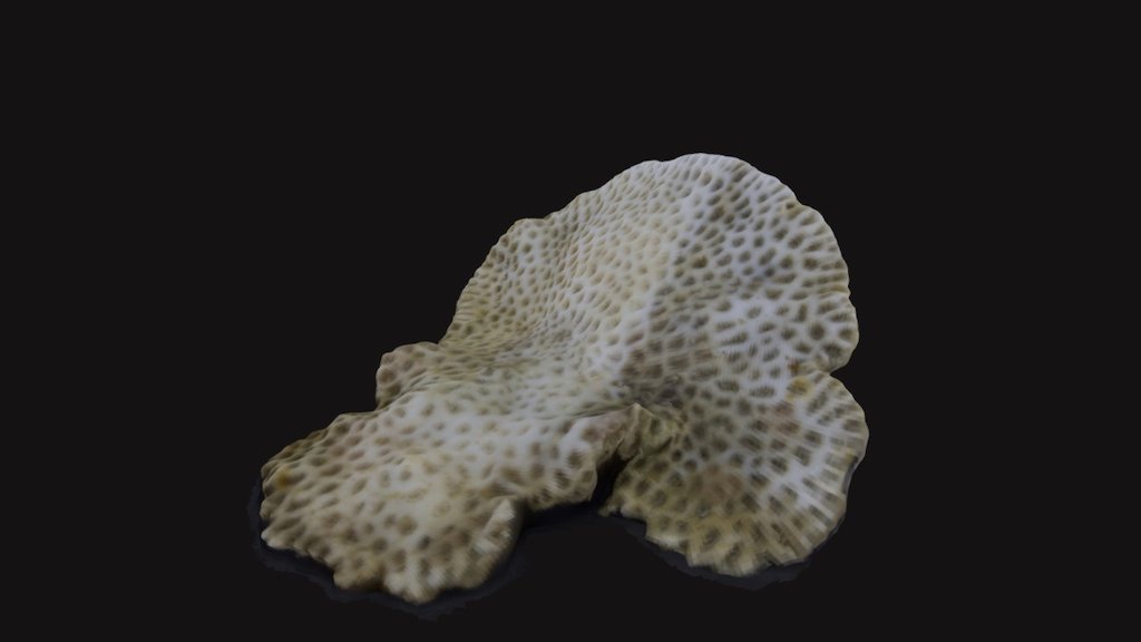 Goniastrea pectinata