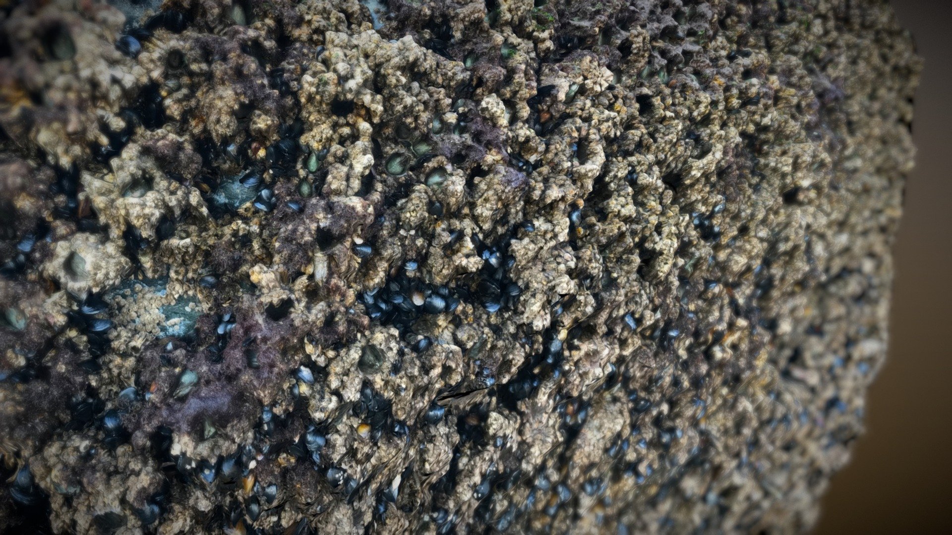 Barnacles