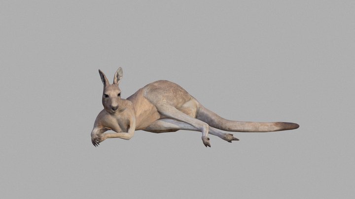 Eastern Grey Kangaroo (Animated / Gameready) 3D Model
