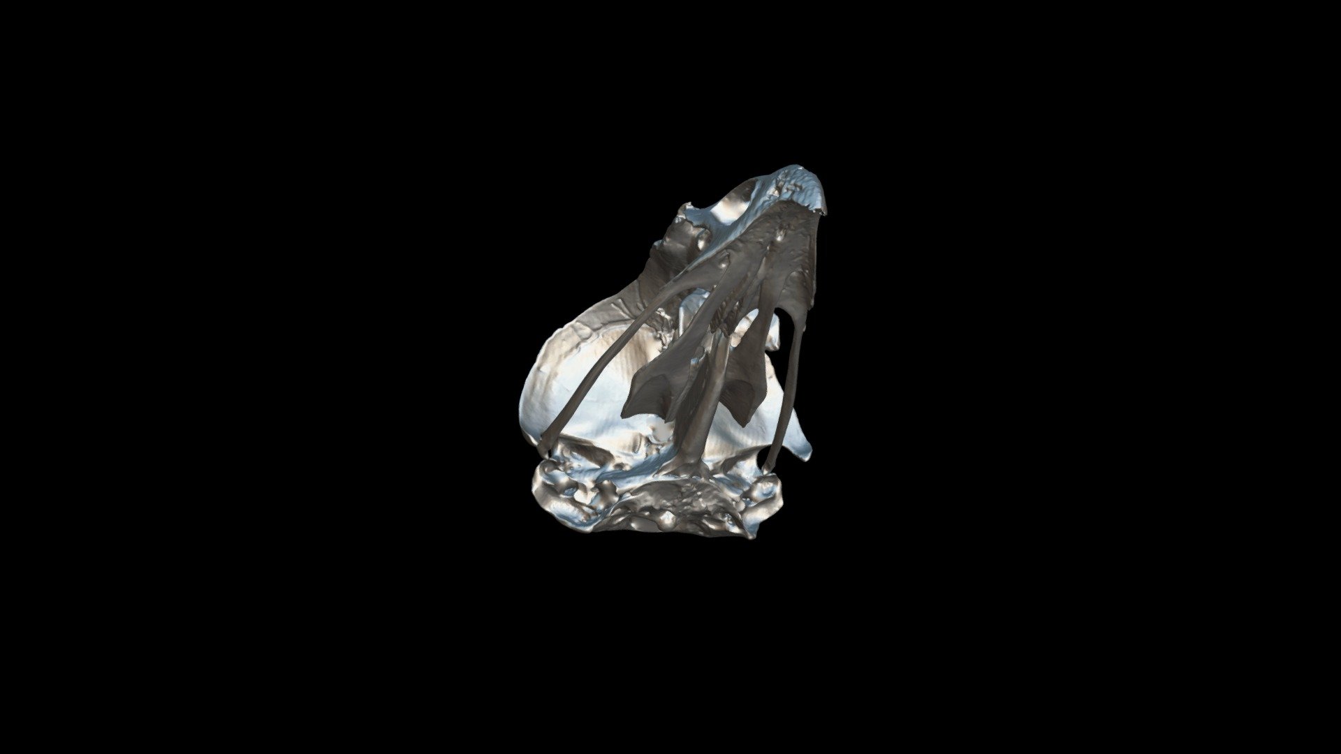 Bird-skull