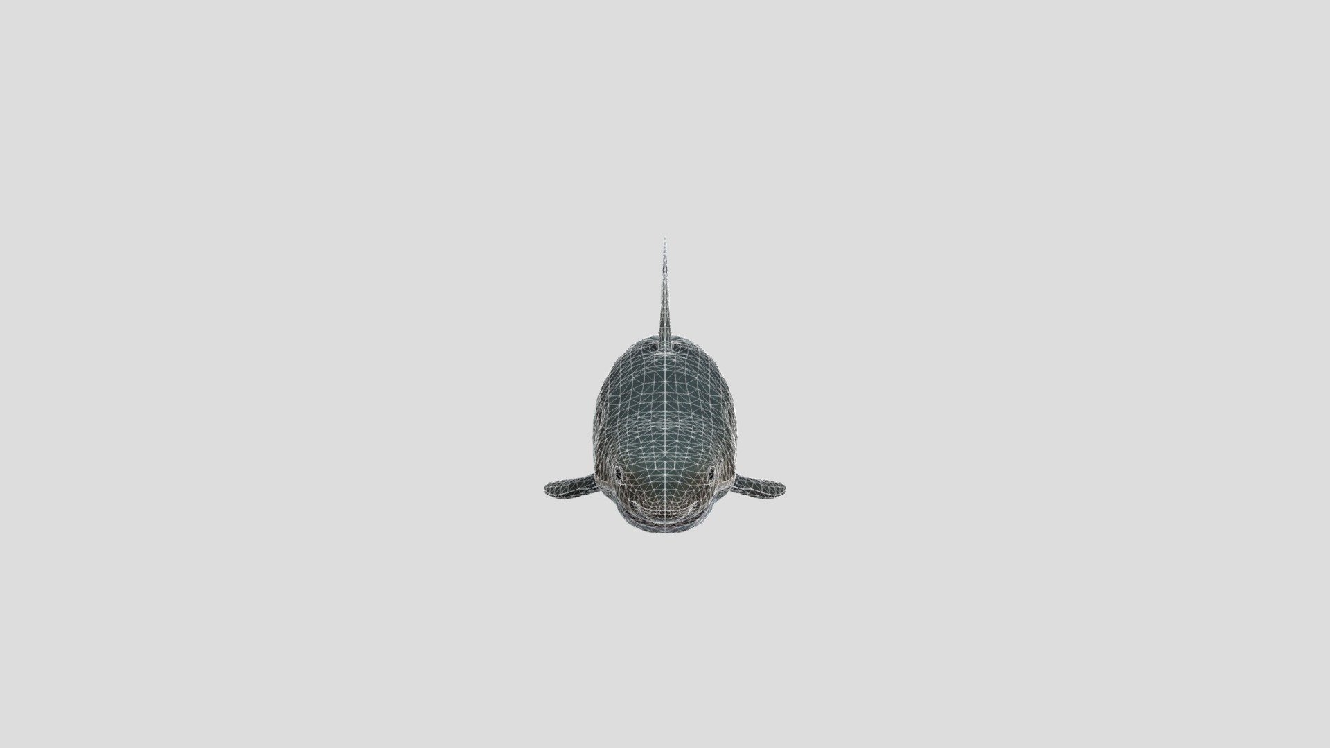 Shark