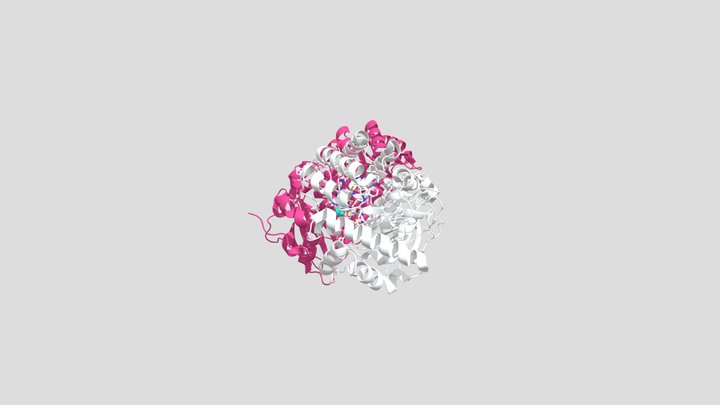 Biol244 Assessment 3D Model