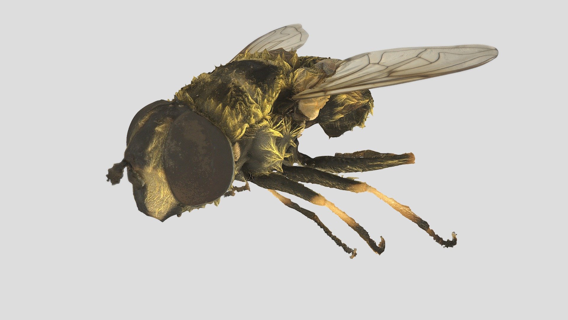 Myathropa florea (3DF Zephyr Lite)