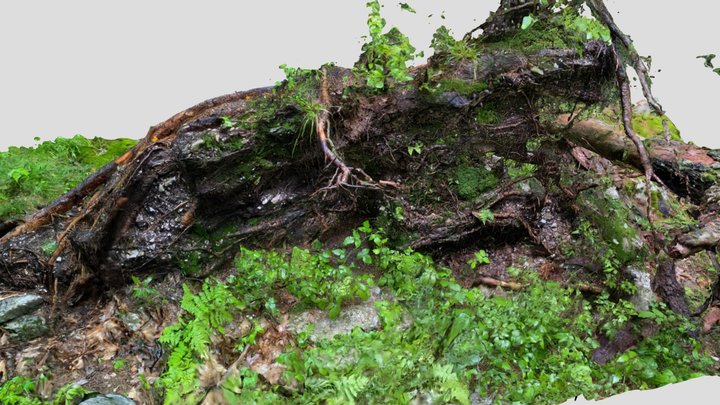 Summer: Fallen Tree, Roots, Leaves, Branches 3D Model