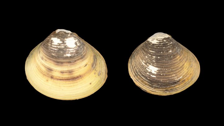 CC0 タイワンシジミ種群 Taiwan Freshwater Clam – Free 3D Model STL