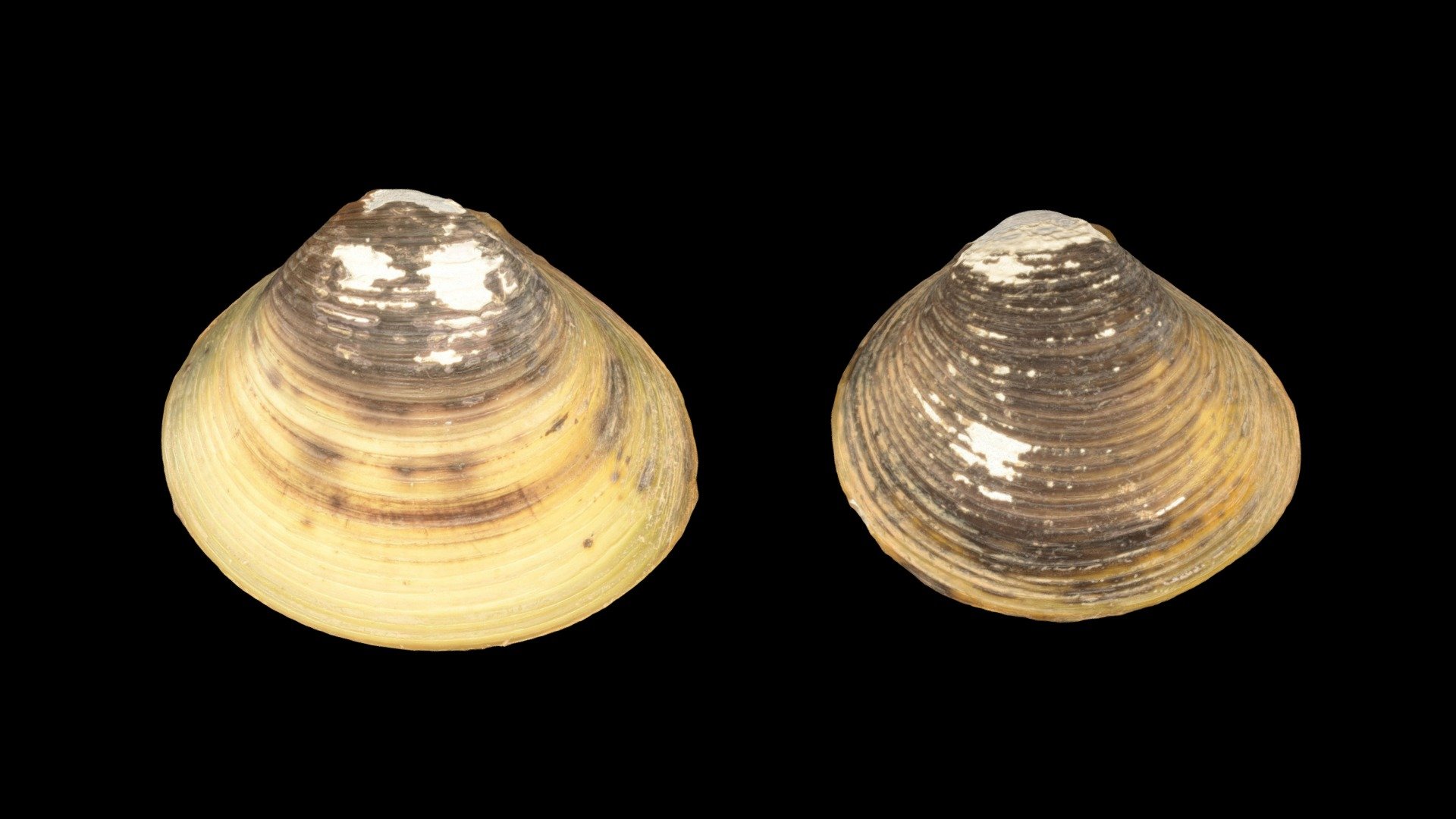 CC0 タイワンシジミ種群 Taiwan Freshwater Clam - Download Free 3D model by ffish ...