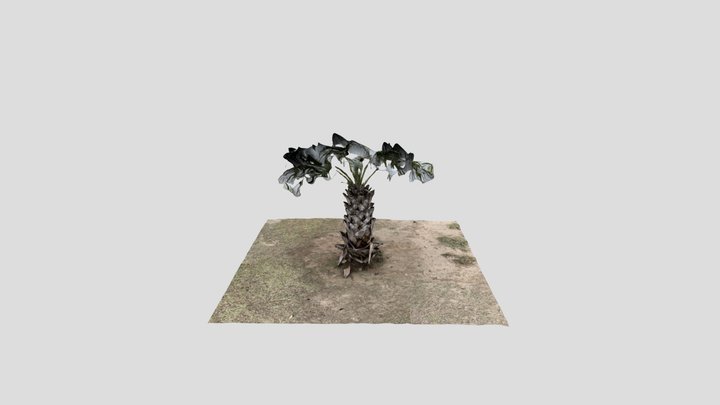 Small Palm Tree 1, Fireman’s Park 3D Model