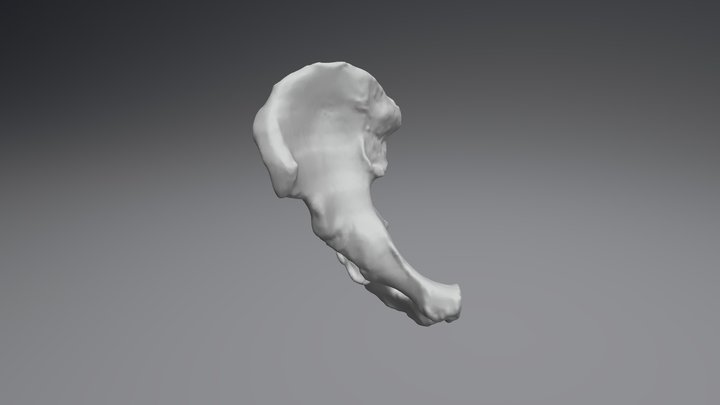 Coxal Dererecho 3D Model