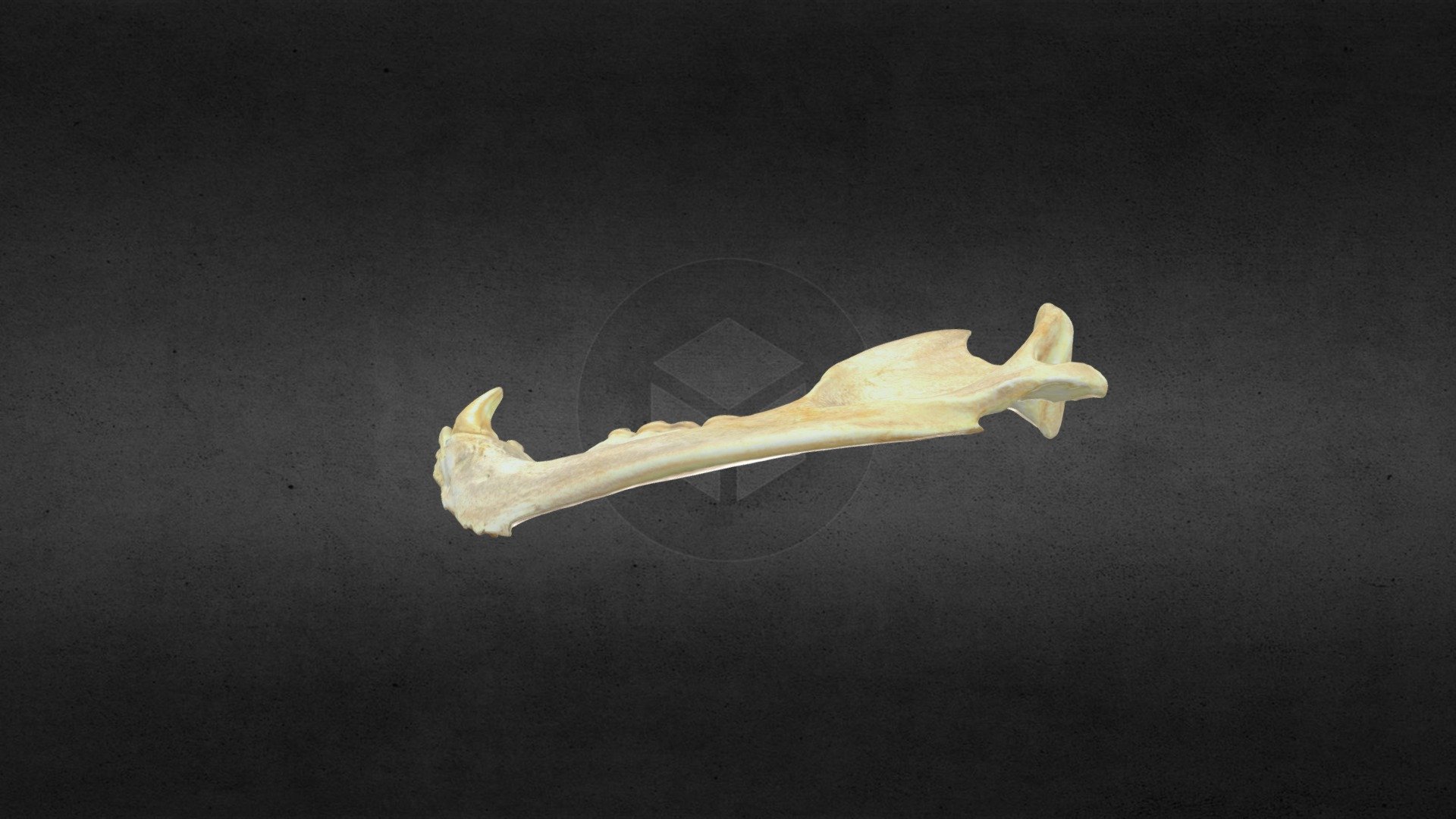 MSCC 007 U Americanus Left Mandible Mesh