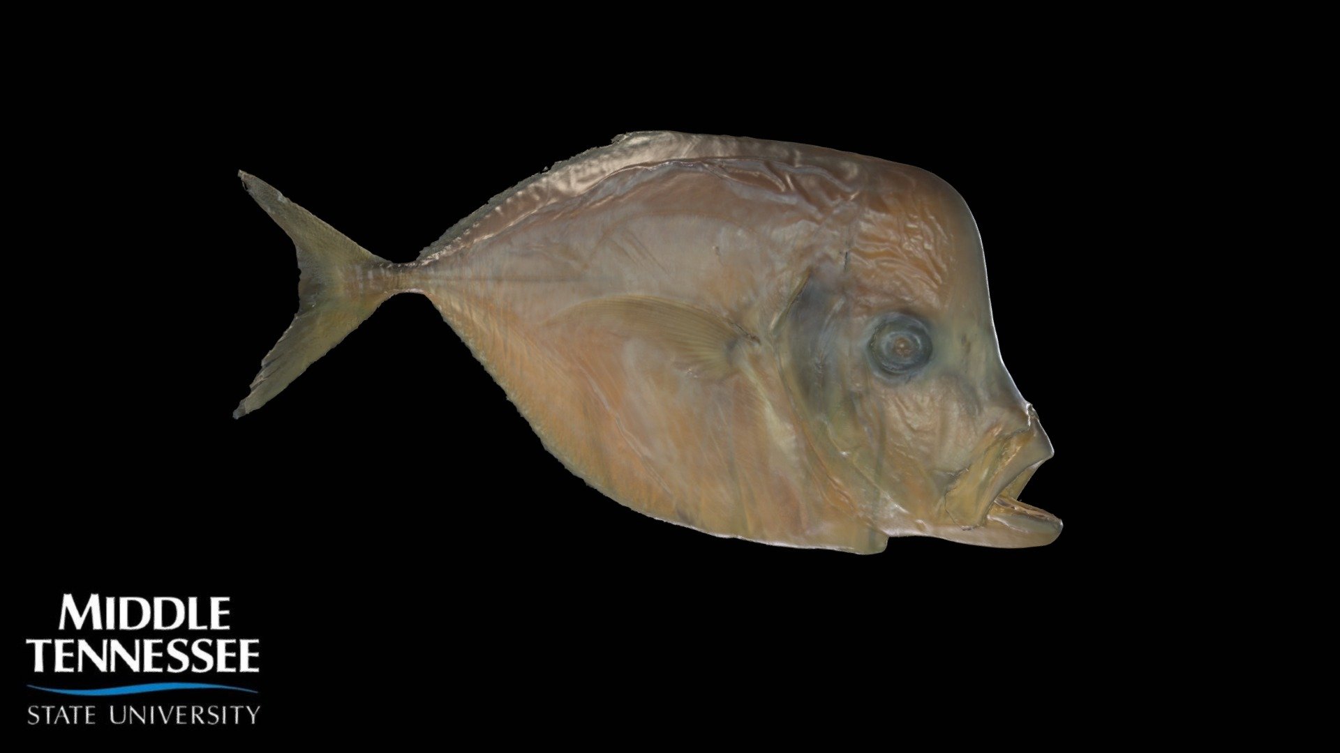 Atlantic Moonfish - Selene setapinnis