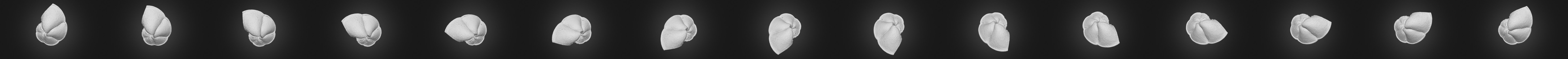 Globorotalia menardii1_cut 3D Model