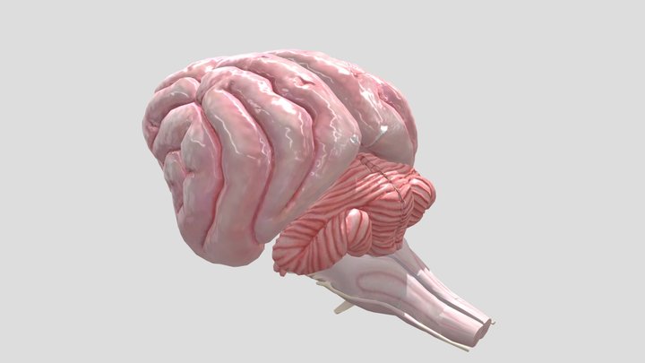 Low-poly Dog Brain 3D Model
