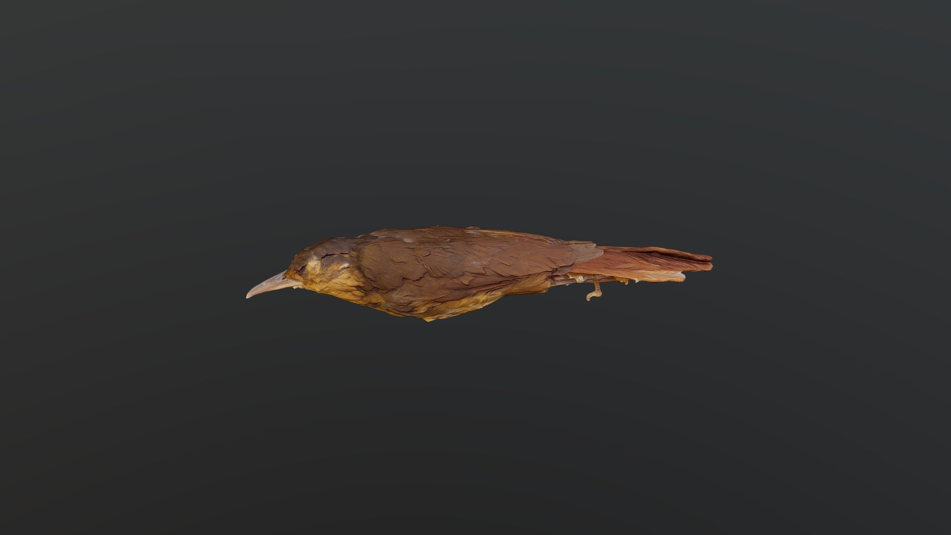 Buff-throated Foliage-gleaner - A. ochrolaemus