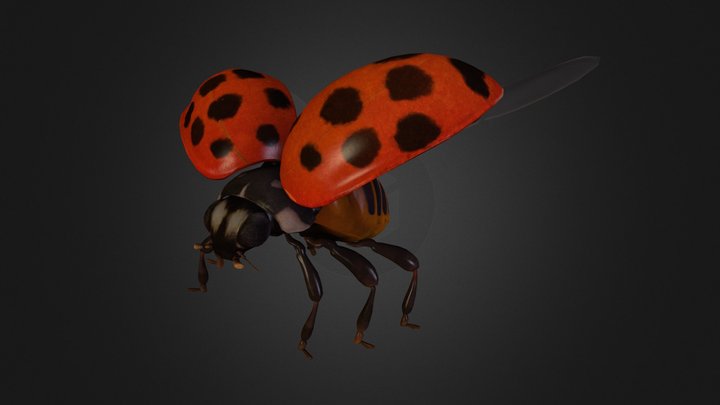 Ladybug 3D Model