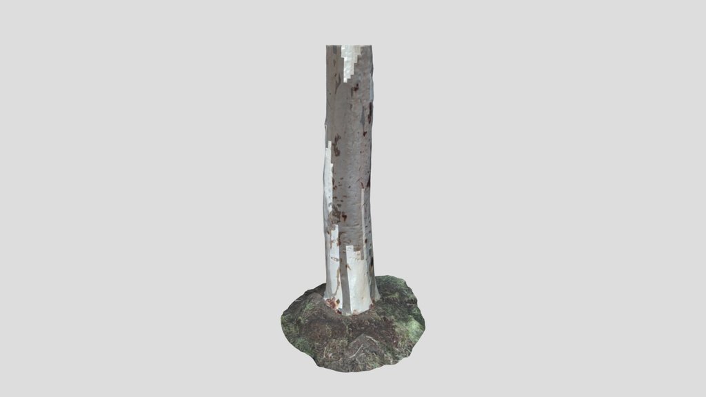Birch Tree