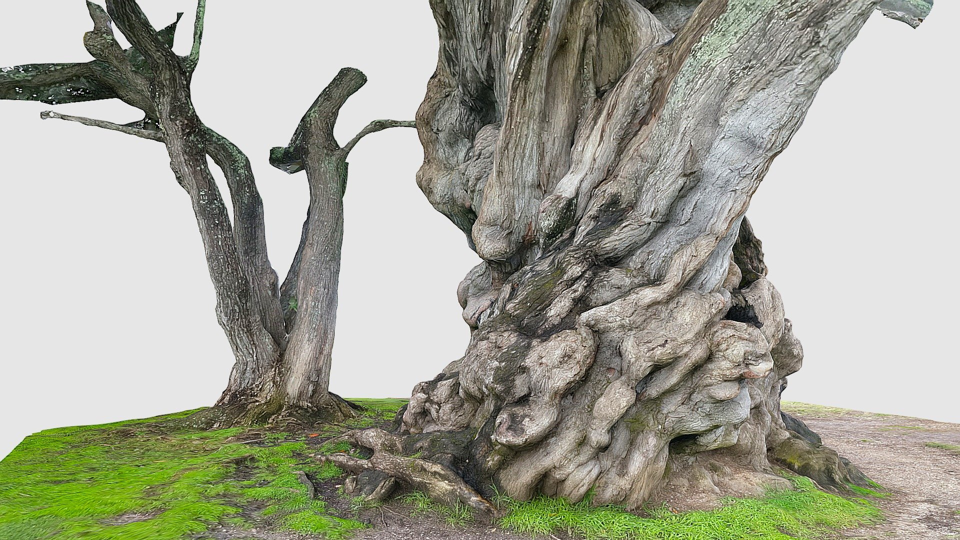 Old Macrocarpa tree trunk