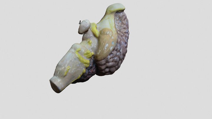 Brain model 3D Model