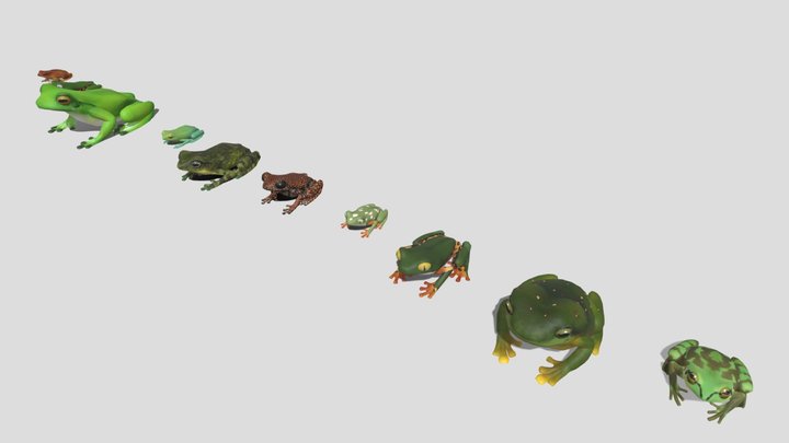10 kinds of tree frog [2] 3D Model