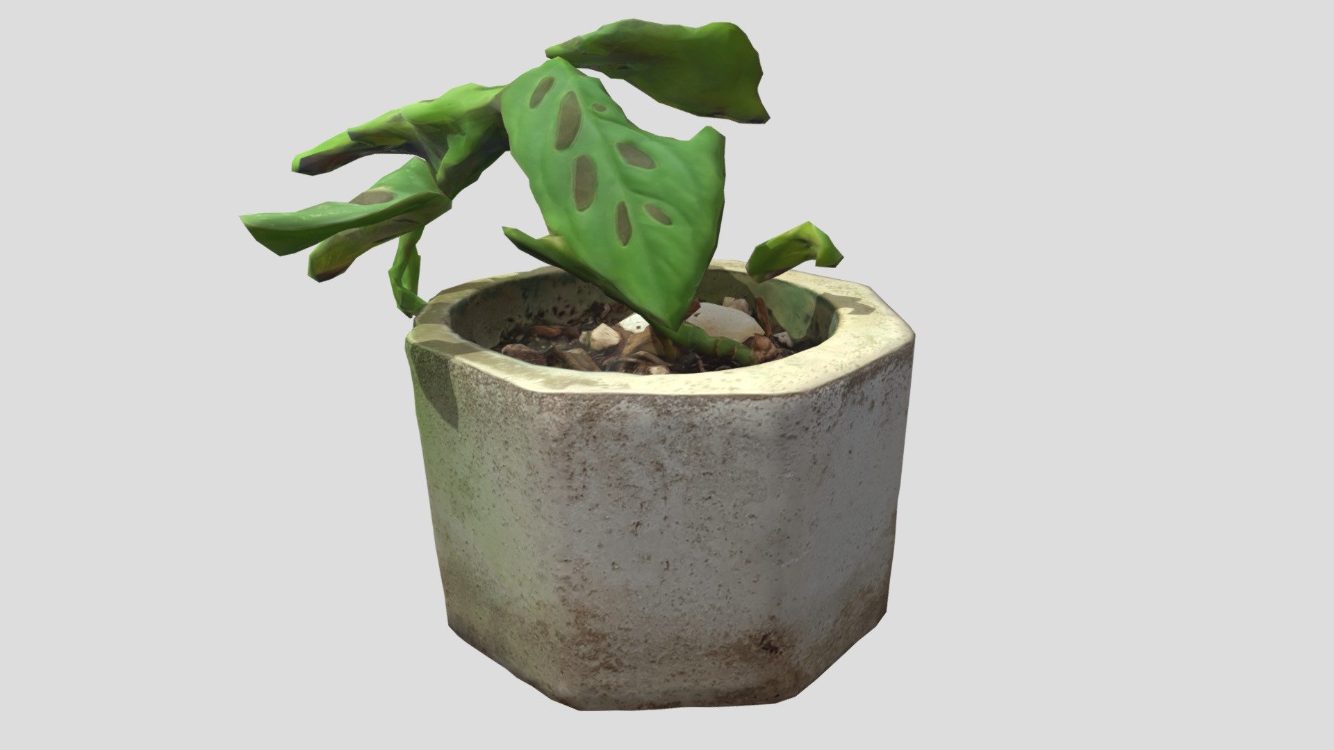 Small Monstera Concrete Pot Plant