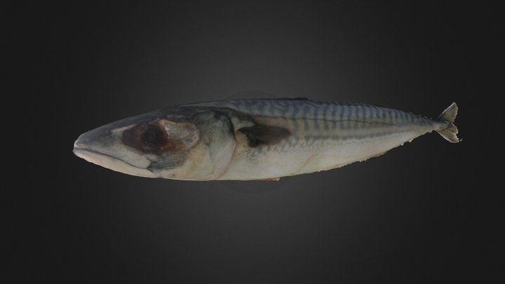 Mackerel 3D Model