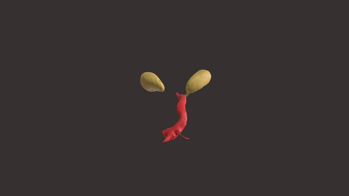 Kidneys and Aorta 3D Model