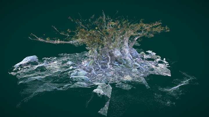 Arbre - sommet au dessus de Pianellu 3D Model