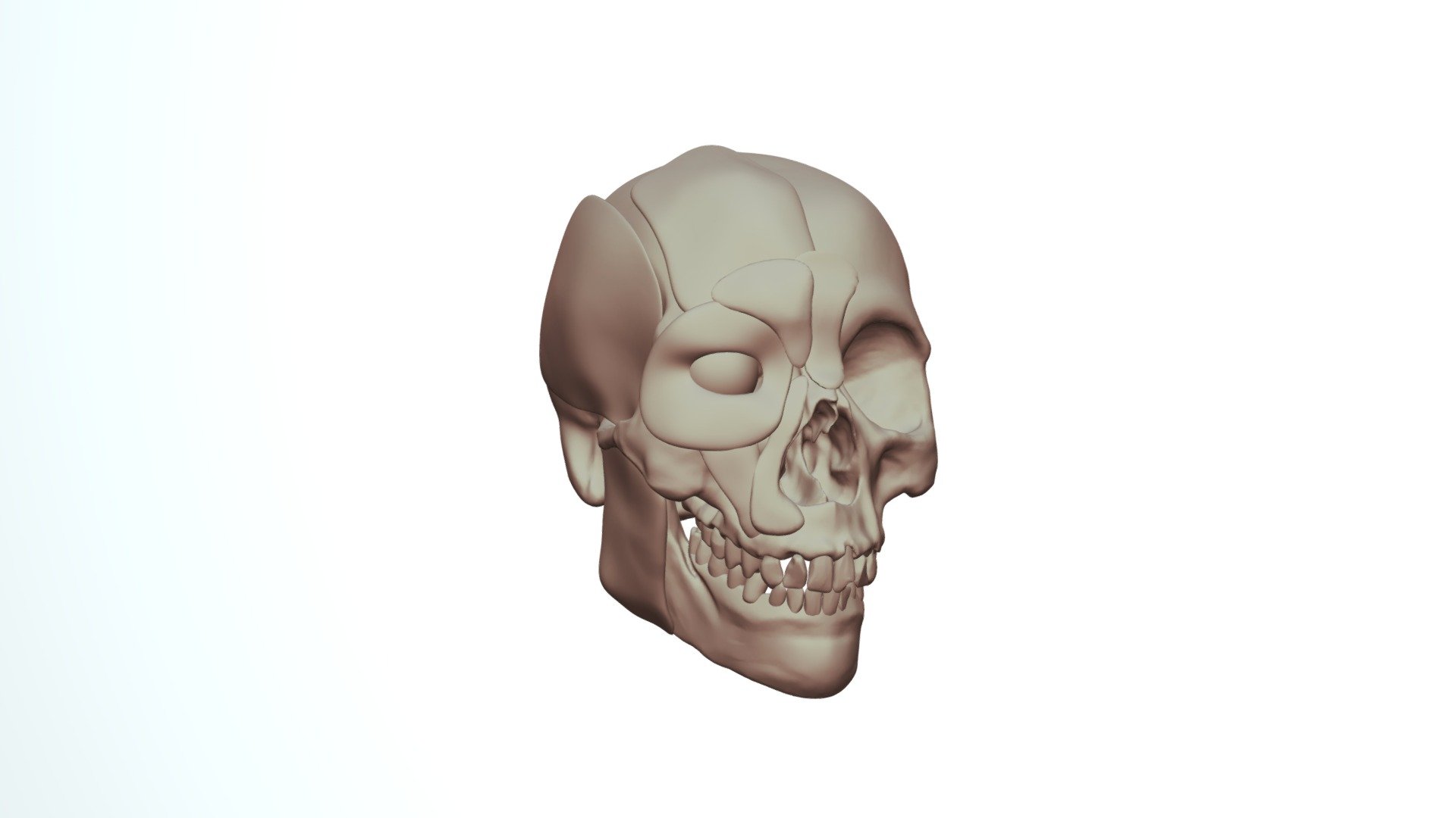Skull with some muscle anatomy - 3D model by luke.s [4e78dfd] - Sketchfab