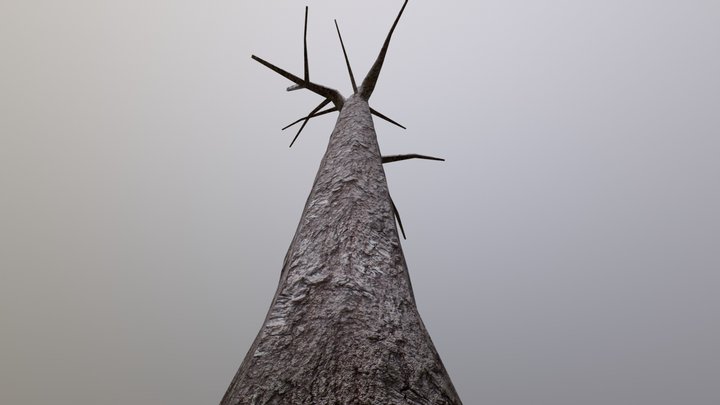 Oak Tree 3D Model
