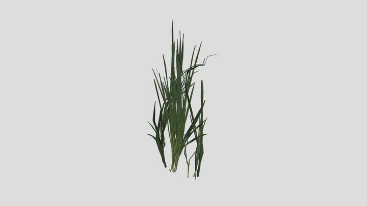 Underground Ruins - Tall Grass 1 3D Model