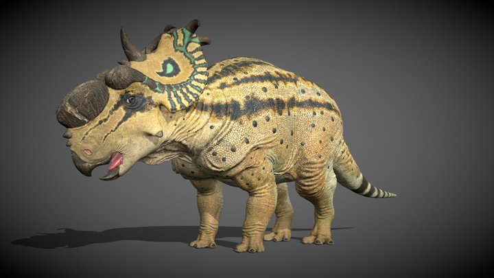 Pachyrhinosaurus lakustai 3D Model