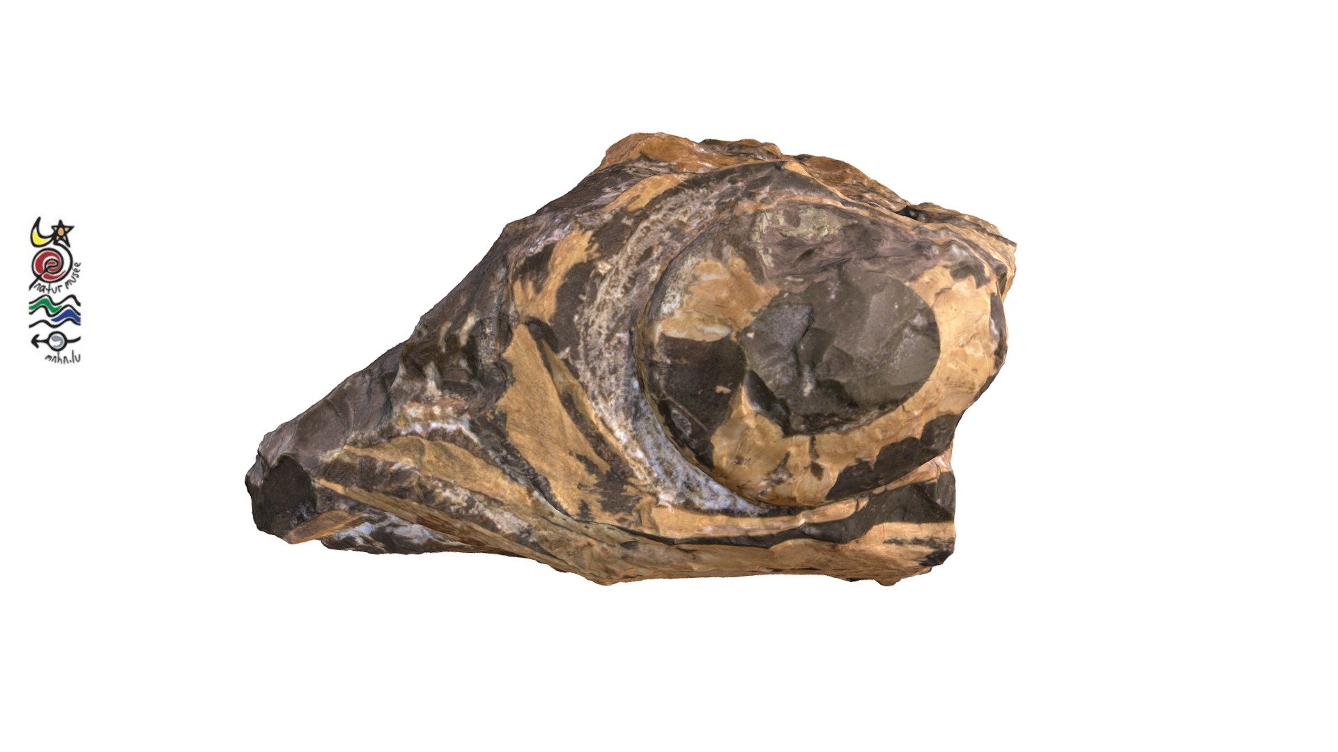 Ichthyosaur bones TV370