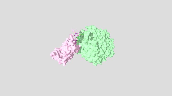 SARS-CoV-2 Spike Protein and ACE2 Interaction 3D Model