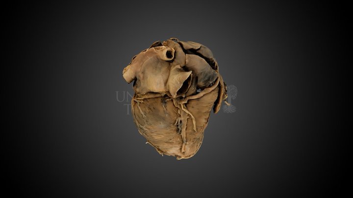 Plastinat eines menschlichen Herzens 3D Model